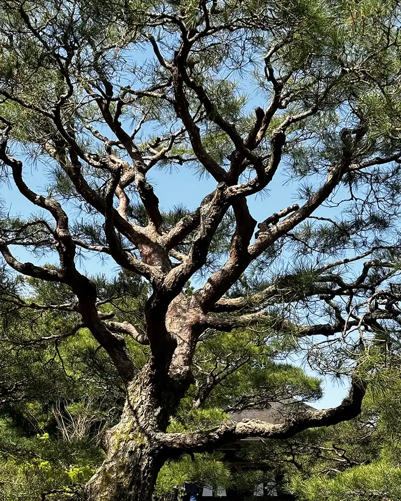 Sébastien CATTANI, jardinier paysagiste à Peymeinade près de Cannes et Grasse