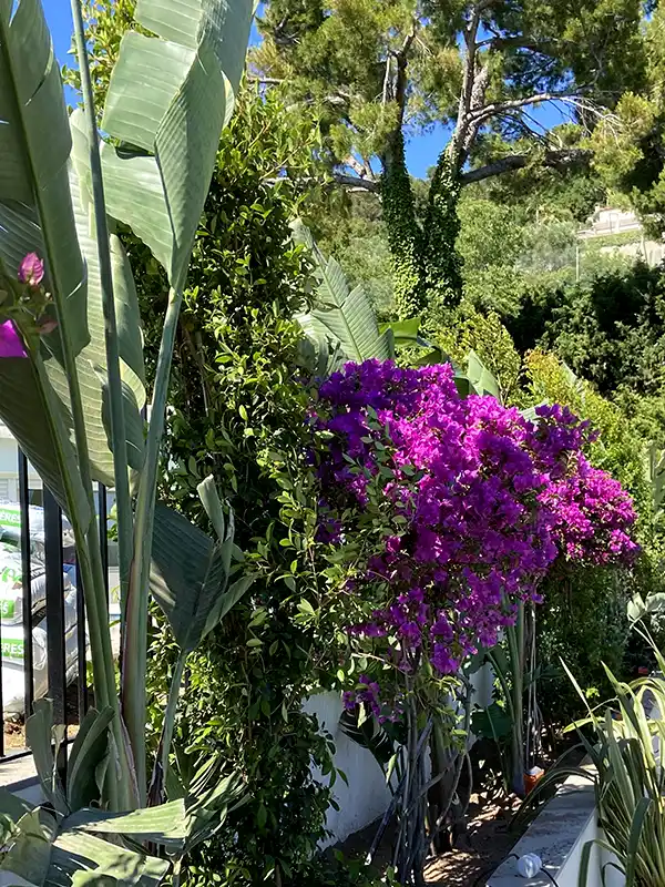 Chemin de jardin